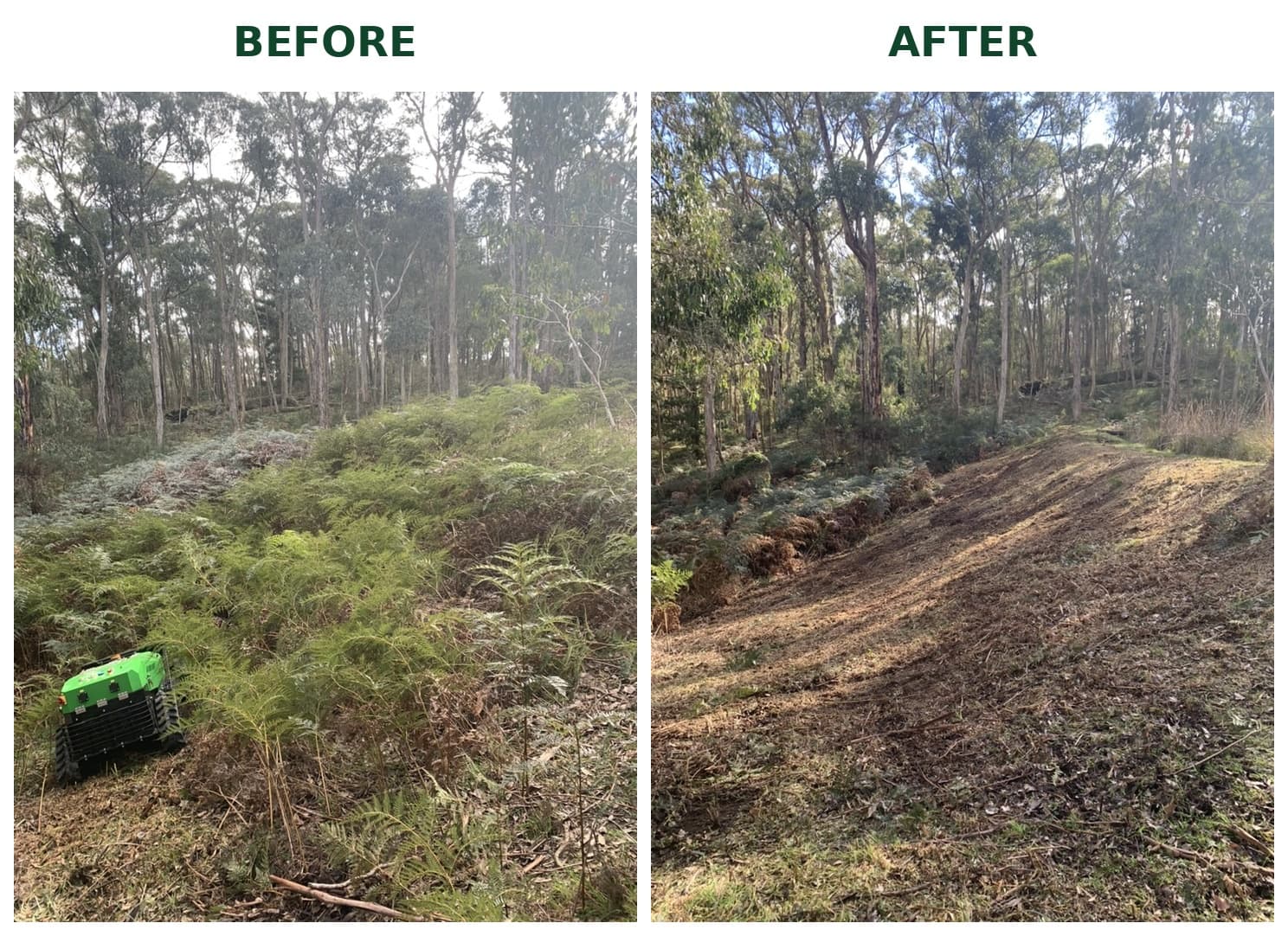 Before and after comparison of bracken vegetation management on a wooded slope