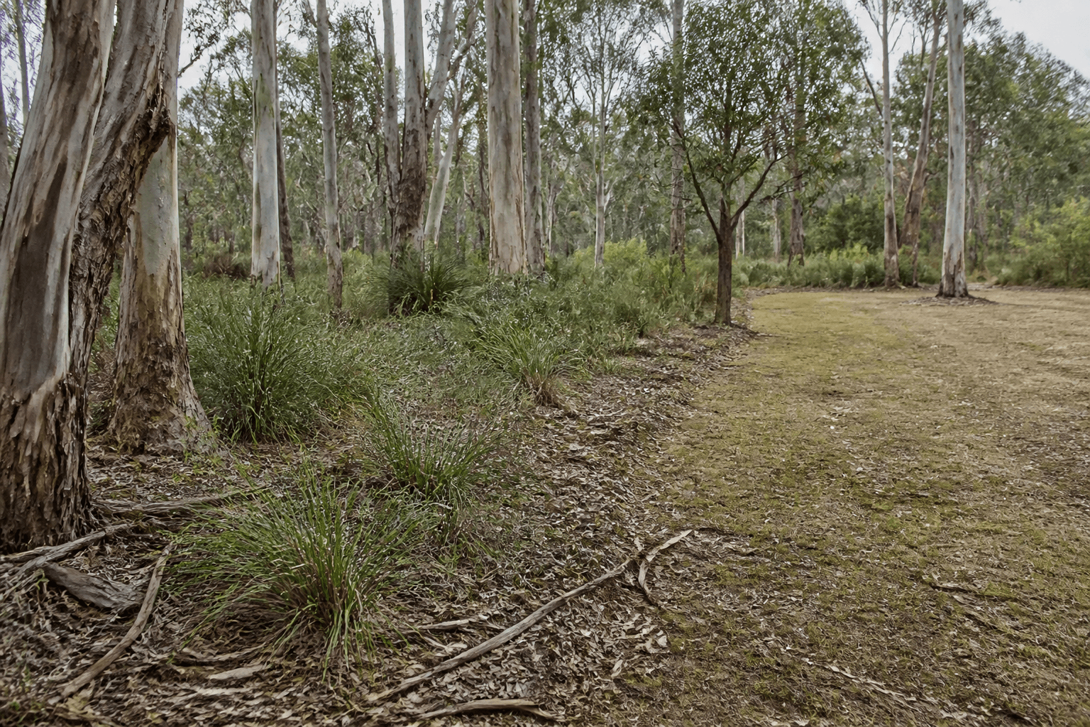 Representative maintained edge beside retained native vegetation in Australian bushland