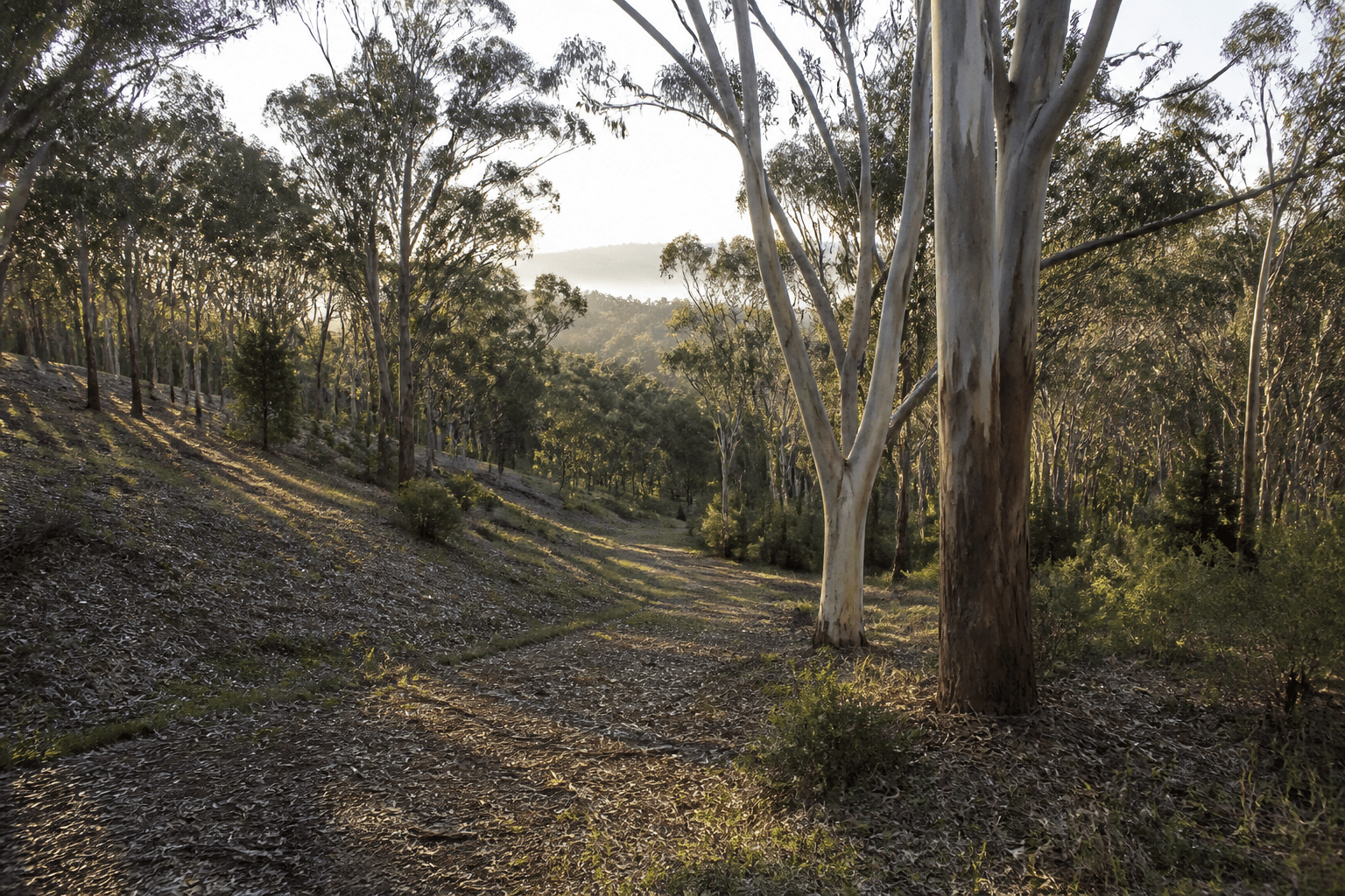Representative Australian eucalyptus property with a selectively managed access corridor